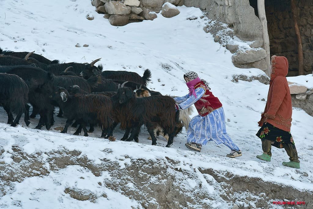 Фото животные таджикистана