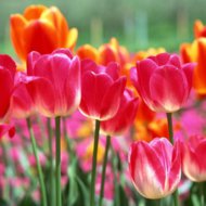 Pink and Orange Tulips.jpg